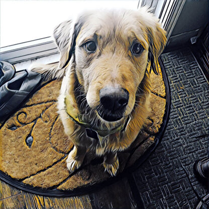 Friendly Golden Retriever Dog